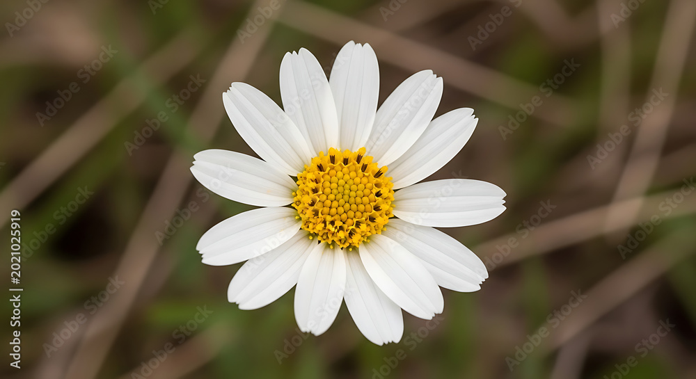 Fototapeta premium Close up of a single white daisy flower with yellow center in soft natural light