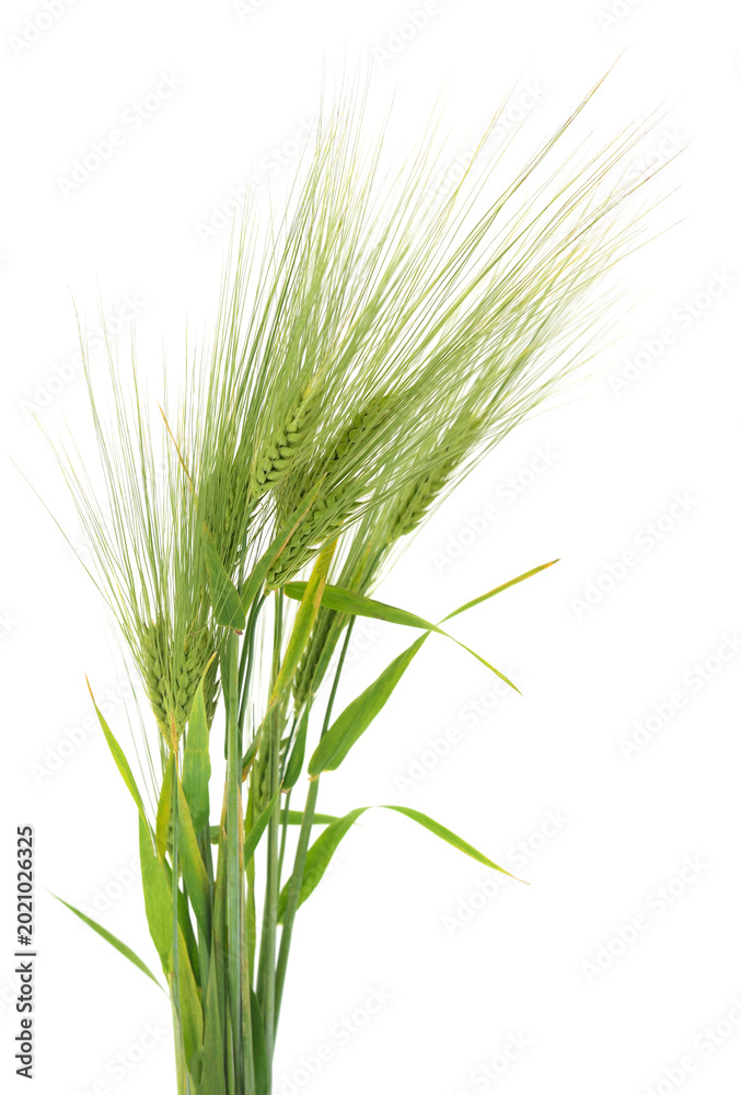 Obraz premium Green Barley Ears Isolated on White Background