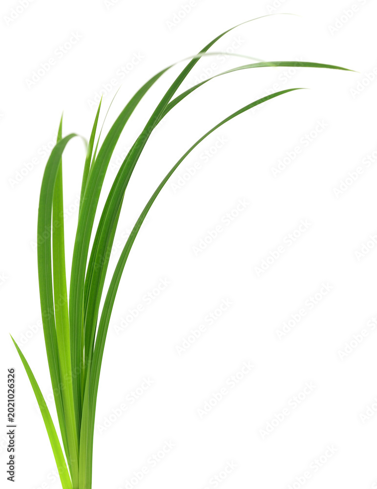Obraz premium Green Blades of Grass Isolated on White Background