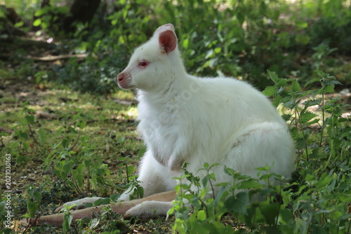 Tableau sur toile 'Lydia', an albino red necked wallaby, Linton Zoo, Linton, Cambridgeshire - May