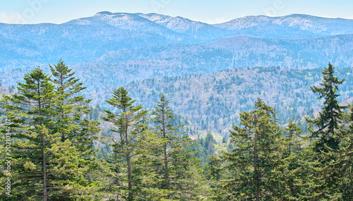 Bild auf Leinwand 中山峠から望むトドマツの原生林と残雪の山々 Todo fir virgin forest and snow-capped mountains viewed fr