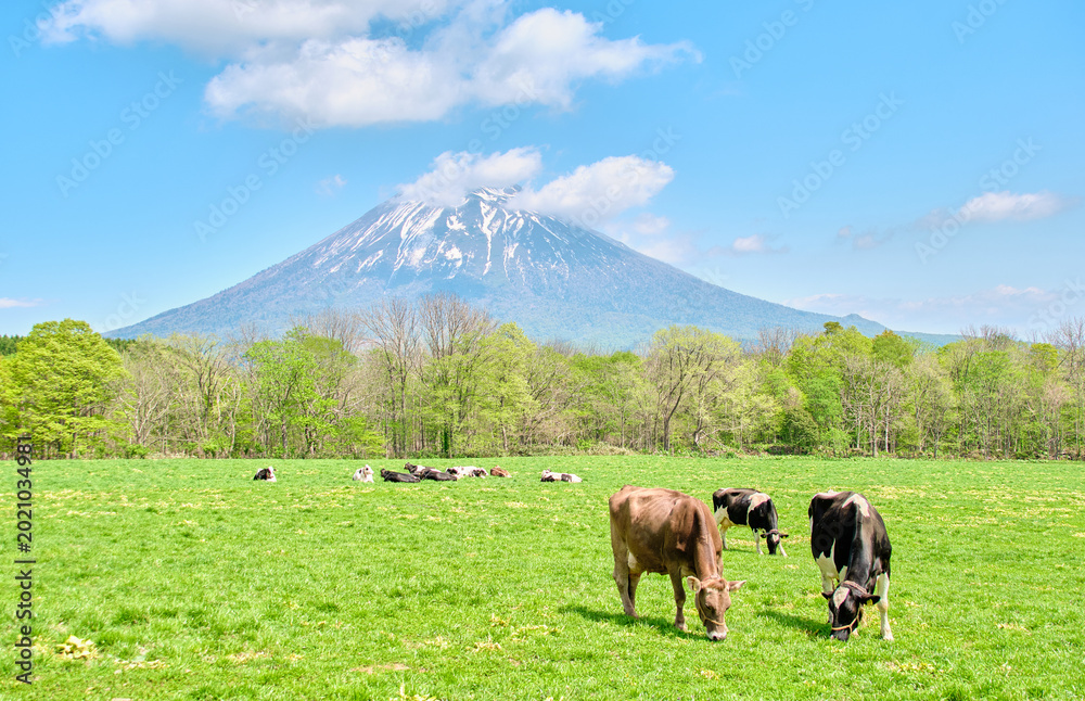 Obraz premium 北海道ニセコ町 羊蹄山を望む牧場と放牧される牛たちの風景 Pasture landscape with grazing cattle and Mt. Yotei in Niseko, Hokkaido
