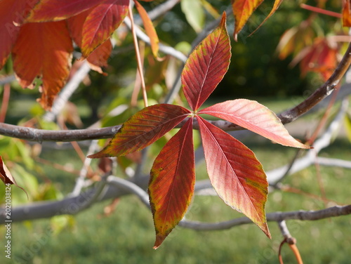 Red autumn leaves of Autumn Splendor Buckeye (Aesculus ‘Autumn Splendor’)