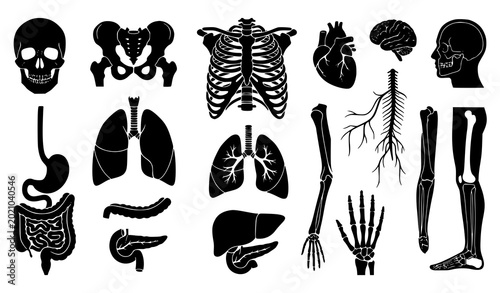 Photos Collection of human internal organs and skeletal system silhouette icons