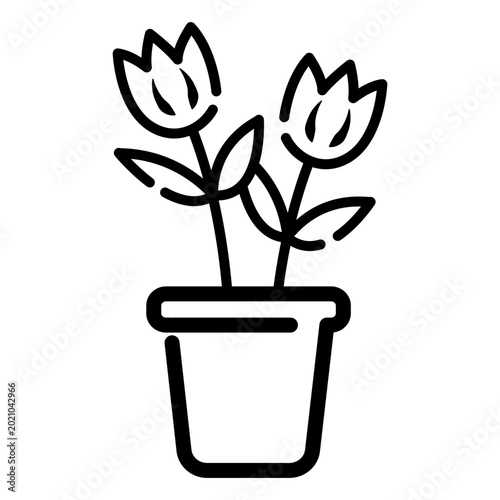 Blooming Tulip in a pot on springtime