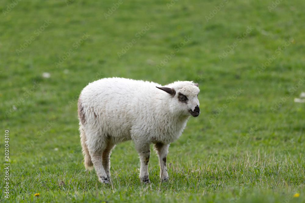 Fototapeta premium Little lamb in green grass.