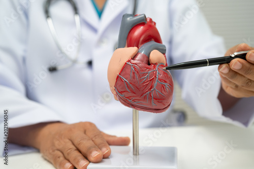 Photos Cardiovascular disease CVD, doctor with heart human model.