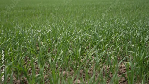 Wide view of cereal grain field with gentle wind moving through crops. Wheat sways softly across the landscape under natural daylight. Calm rural agricultural scenery with open horizon.