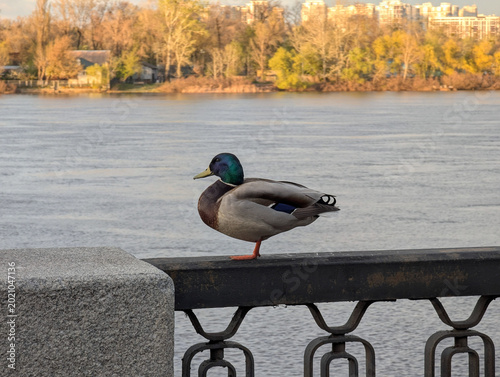 Billede på lærred Duck on the stone parapet of a river bank