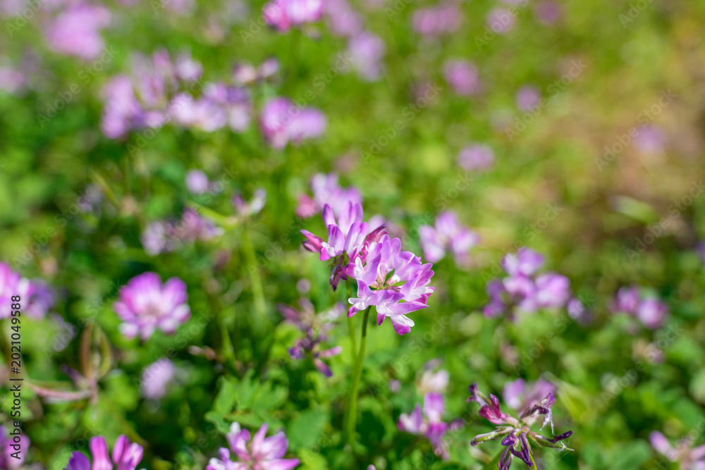 Obraz premium 田んぼに咲くれんげ草 春を彩るレンゲソウの花のクローズアップ