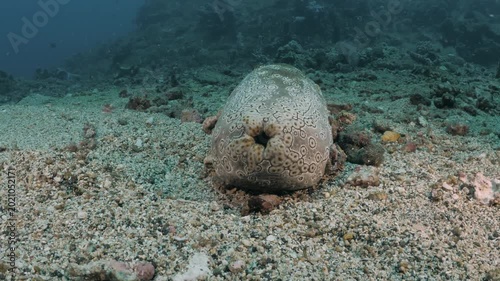 Leopard sea cucumber Bohadschia argus releasing Cuvierian tubules in defense, rare real-time macro behavior in 4K UHD footage with ambient sound and detailed texture