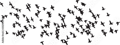 Obraz na płótnie Flying birds flock silhouette vector, black migratory bird swarm on white backgr