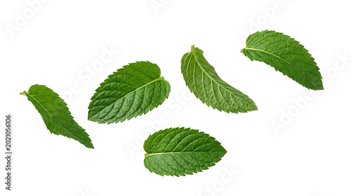 Green flying mint leaves isolated on transparent PNG background, fresh natural herbal element for design, healthy organic concept