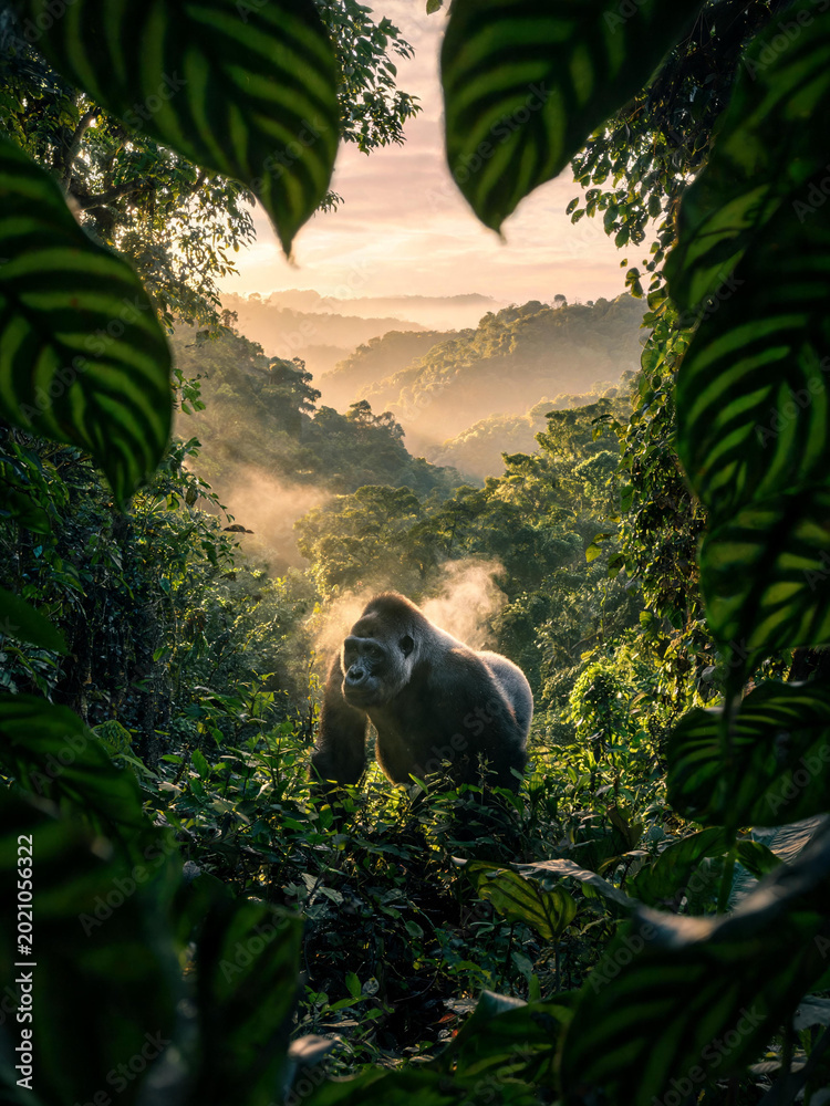 Fototapeta premium Bwindi Forest Landscapes and Mountain Gorillas