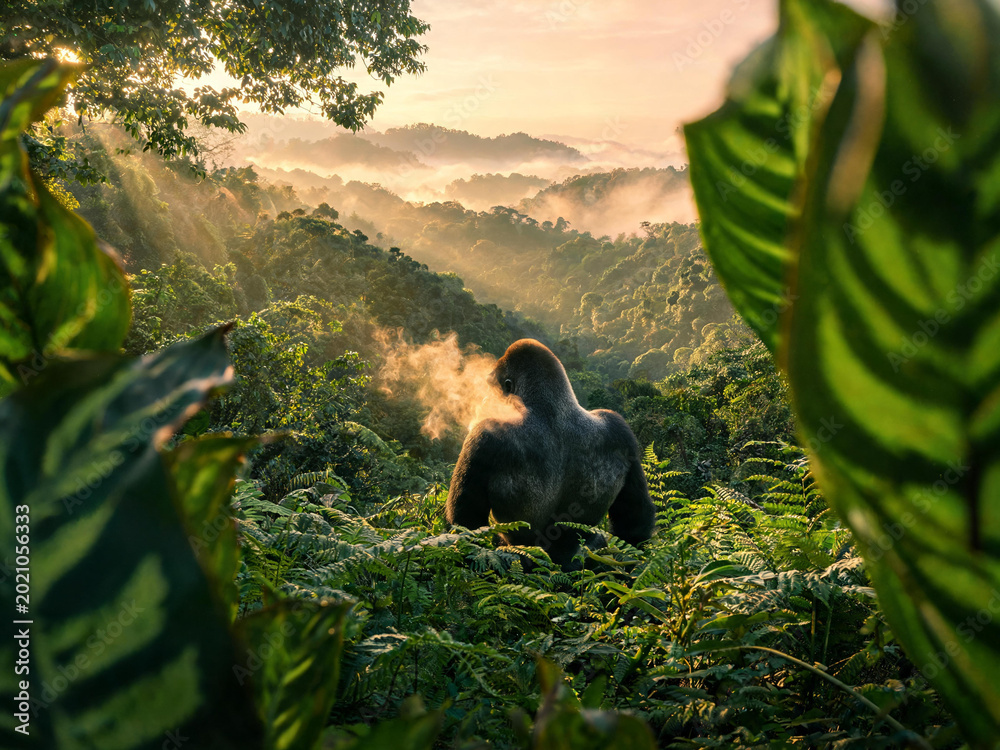 Fototapeta premium Bwindi Forest Landscapes and Mountain Gorillas