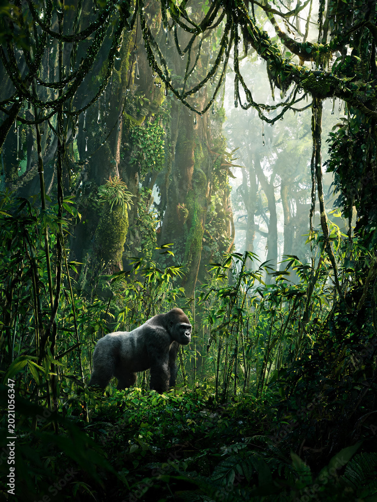Fototapeta premium Bwindi Forest Landscapes and Mountain Gorillas