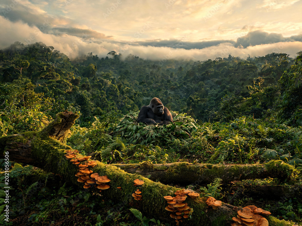 Fototapeta premium Bwindi Forest Landscapes and Mountain Gorillas