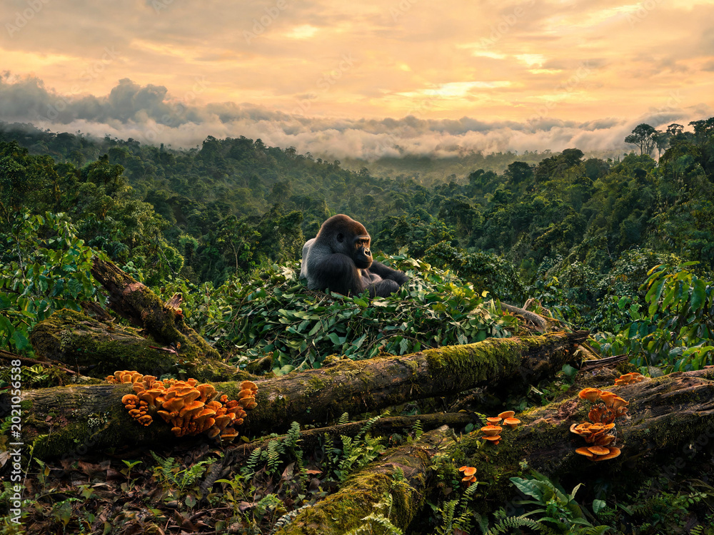 Fototapeta premium Bwindi Forest Landscapes and Mountain Gorillas