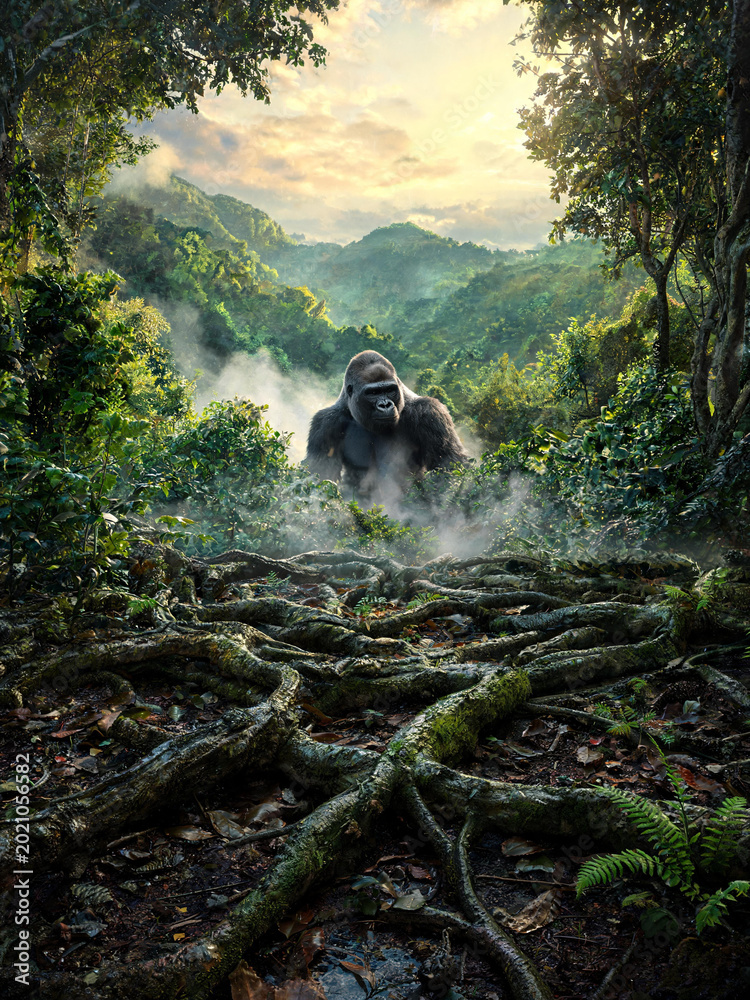 Fototapeta premium Bwindi Forest Landscapes and Mountain Gorillas