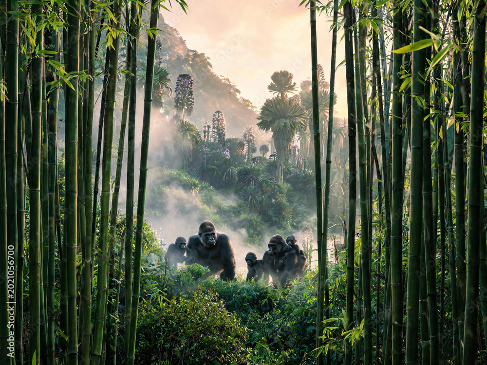 Fototapeta premium Bwindi Forest Landscapes and Mountain Gorillas