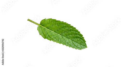 Green flying mint leaves isolated on transparent PNG background, fresh natural herbal element for design, healthy organic concept