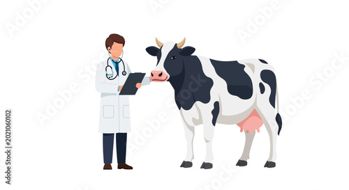 Professional Veterinarian Wearing White Medical Coat Performing Clinical Examination And Physical Checkup On A Healthy Dairy Farm Cow Animal