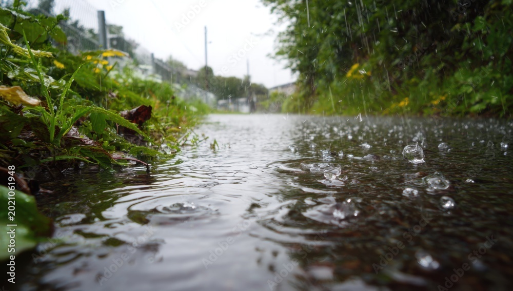 Fototapeta premium Raindrops Falling on a Water Surface in a Lush Green Environment.
