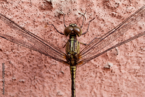 Fotografía A yellowish-bodied, brown-eyed dragonfly was perched on a rough maroon wall