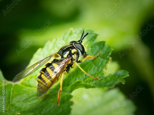 Cuadro en lienzo Wasp mimic hoverfly Chrysotoxum resting on a fresh green leaf