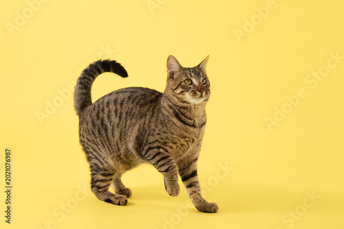 The cat steps ahead with tail held steady. Its head is lifted.