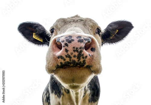 Cuadro en lienzo Close up of black and white dairy cow face looking at camera, farm animal isolat