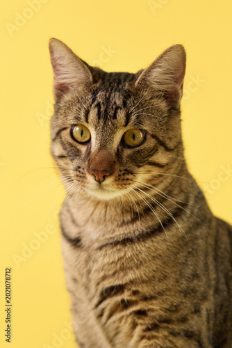 A close shot of a striped cat calmly observing. The yellow backdrop highlights its features.