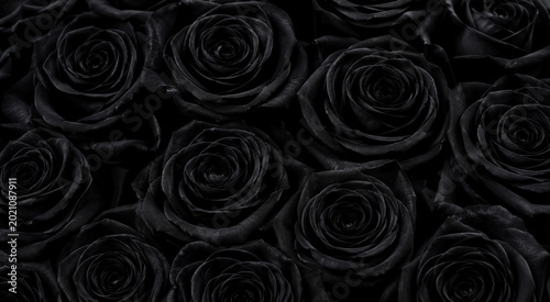 black roses flowers close-up, empty space for text, template, photo background, layout, banner