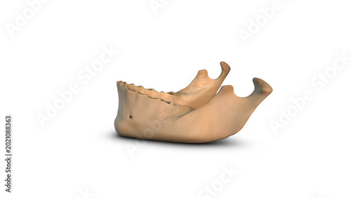 Tableau sur toile Human Jaw Bone Anatomy Isolated on White