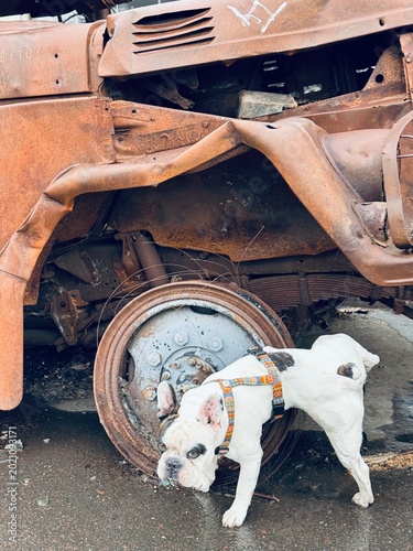 Canvas Print White bulldog marking territory near a captured Russian military vehicle displayed in Mykolaiv, Ukraine