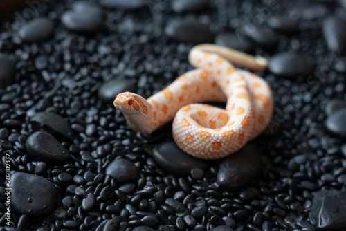 Arctic Albino Anaconda Hognose snake (Heterodon nasicus) with bright orange and white patterns on black pebbles