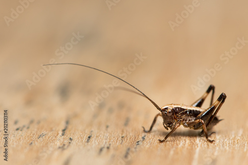 Foto Small dark bush cricket nymph profile on rustic light wooden surface