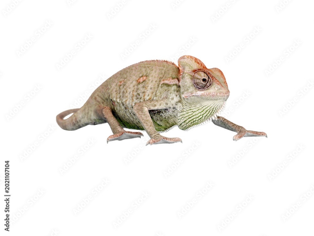 Fototapeta premium lizard on white background