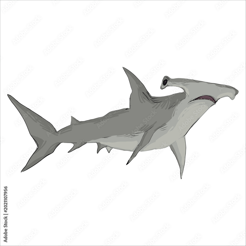 Fototapeta premium Detailed illustration of hammerhead shark. Artistic, colorful, hand-drawn, vector illustration. Clip art. Picturesque. Unique detailed stylization. Education. Print on sketchbooks, stickers, postcards
