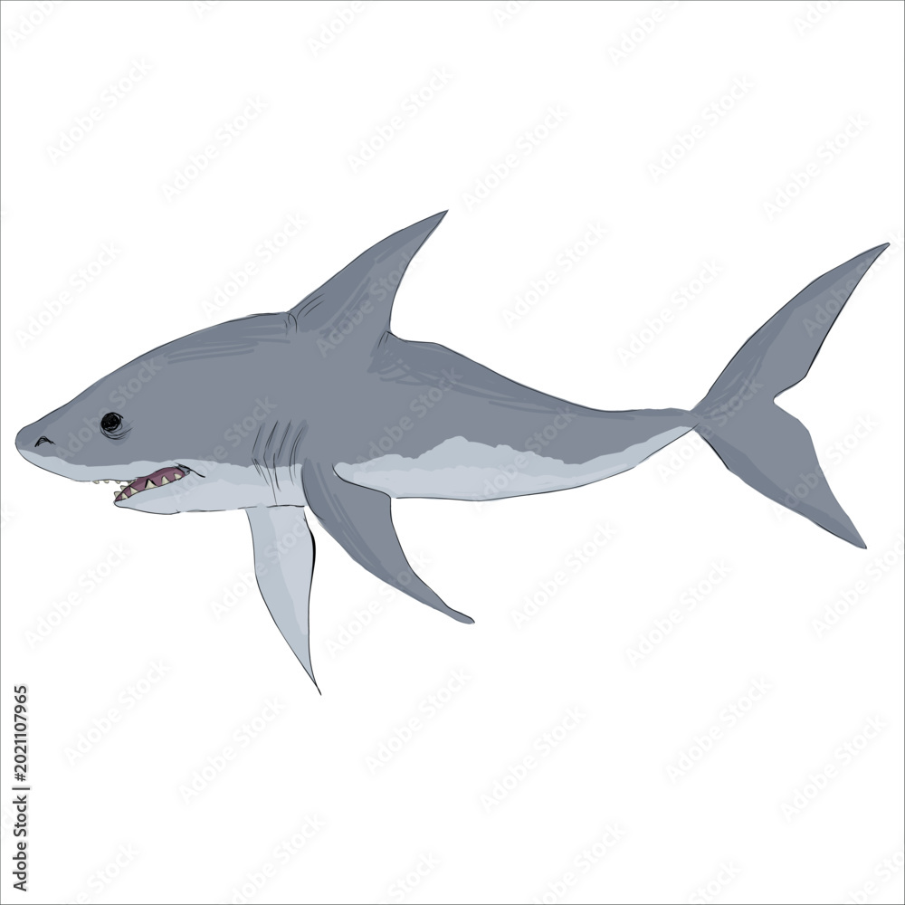 Fototapeta premium Detailed illustration of great white shark. Artistic, colorful, hand-drawn, vector illustration. Picturesque. Unique detailed stylization. Education. Print on sketchbooks, stickers, postcards, cards