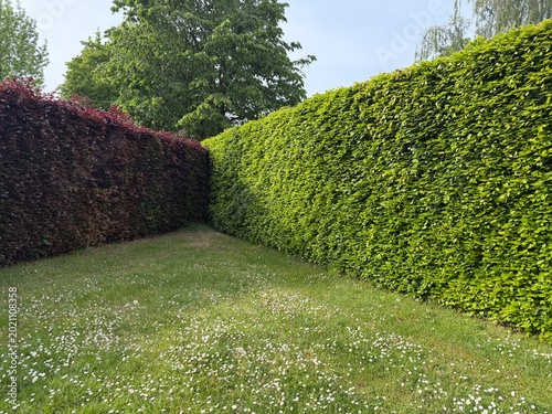 Photos green grass and hedge