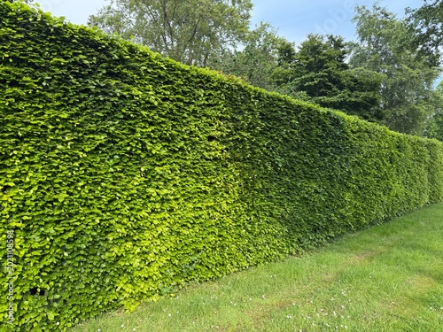 Canvas-taulu European beech hedge