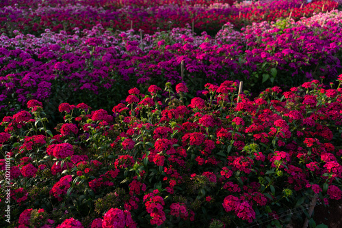 Flowers garden African daisies close up on a blurred background.