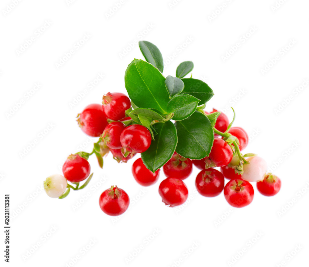 Obraz premium Fresh cowberry berries with leaves, isolated on white background. Ripe cranberry, cowberry, lingonberry. Clipping path.