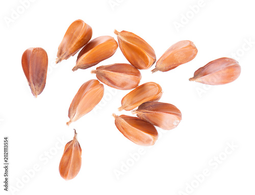 Bild auf Leinwand Beechnuts seeds isolated on white background