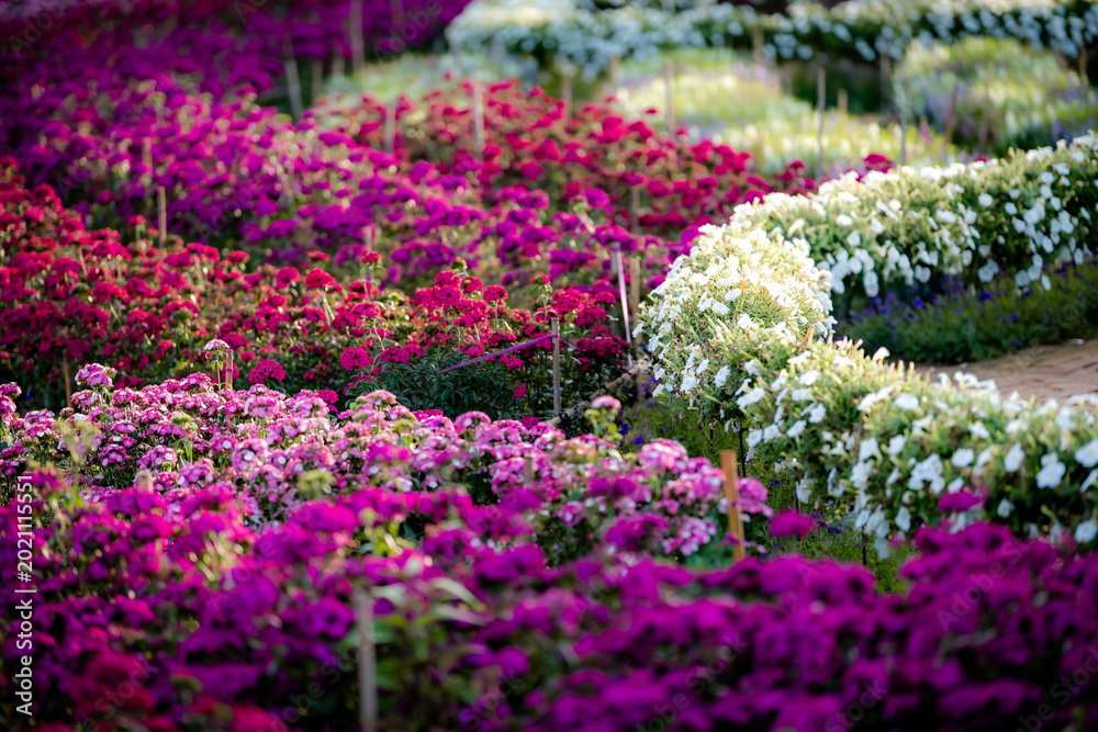 Obraz premium Chrysanthemums Botanical garden in autumn, flower ball. Purple chrysanthemum flowers purple annuals. pink chrysanthemum