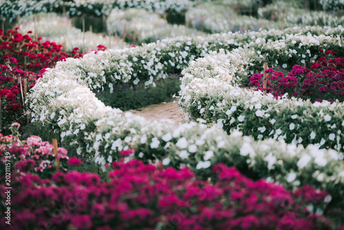 Chrysanthemums Botanical garden in autumn, flower ball. Purple chrysanthemum flowers purple annuals. pink chrysanthemum