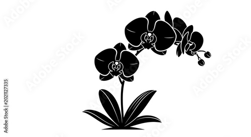 Obraz na płótnie Black orchid silhouette on white background