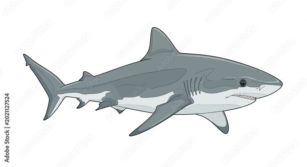 Fototapeta premium Illustration of a great white shark swimming on a white background.
