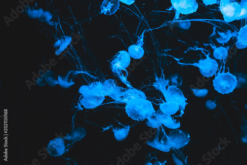 Photos Jellyfish swim in dark water with blue lights creating a vivid underwater scene